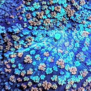 Meet your Posher, Angel